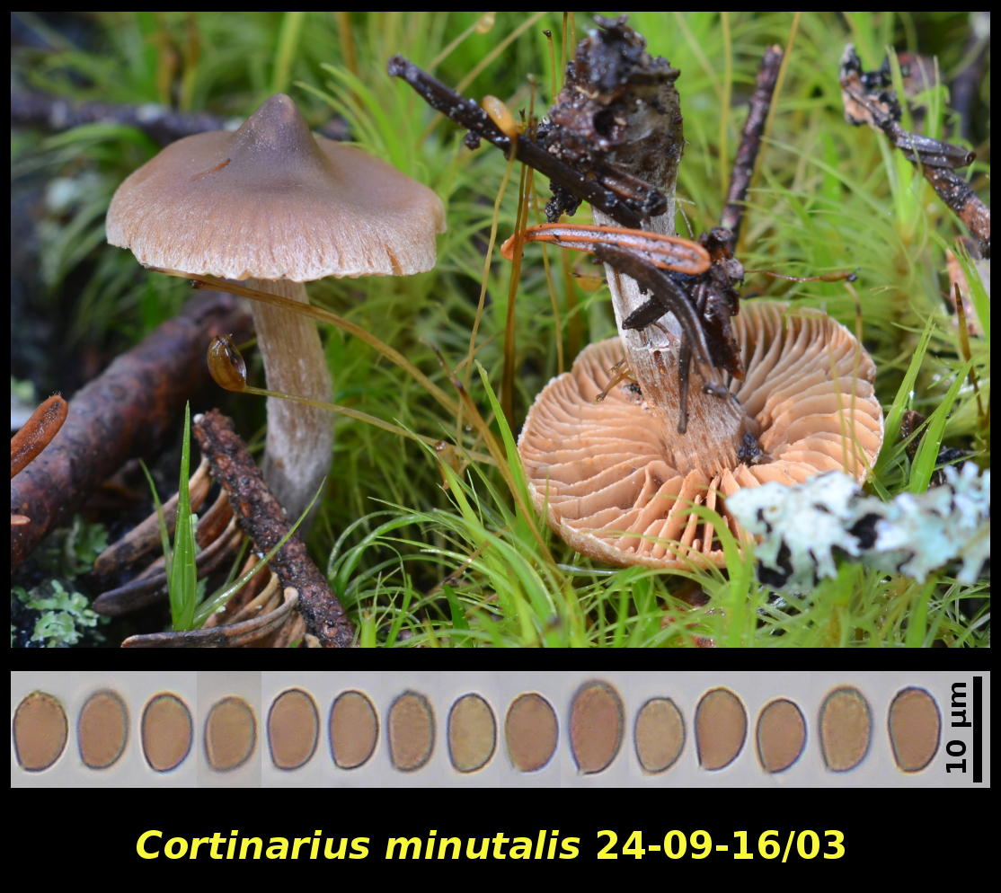 Picture of <i>Cortinarius minutalis</i>